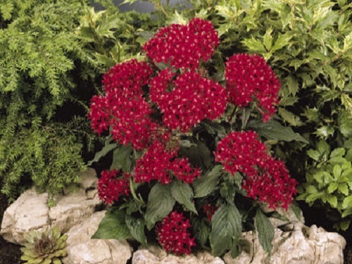 25 Pelleted Seeds Pentas Kaleidoscope Deep Red Pentas Seeds (Star Flower)