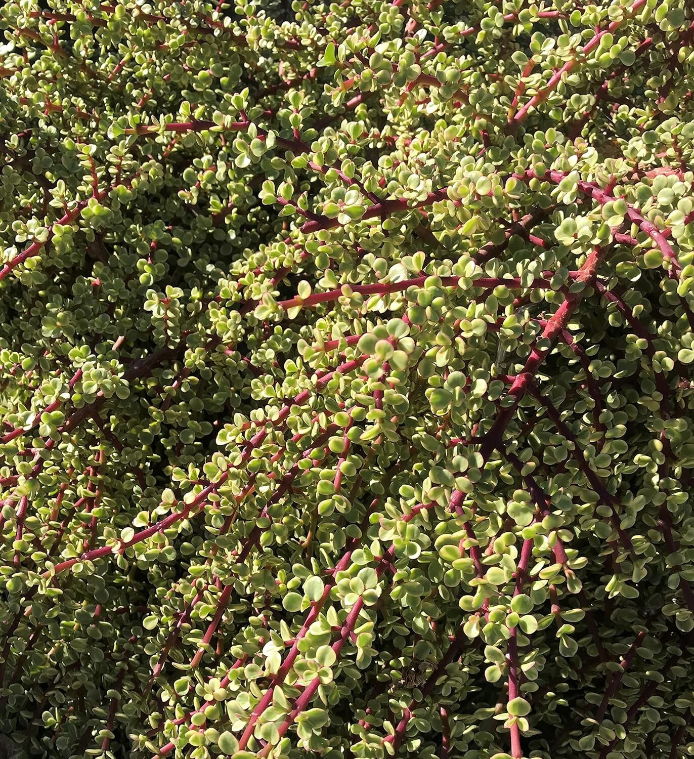 20 cuttings Rainbow Elephant Bush Portulacaria afra Succulent Cactus Live Plants