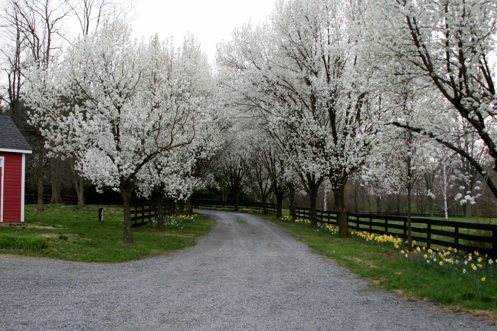 Bradford Pear, (Callery Pear), Pyrus calleryana, Tree Seeds