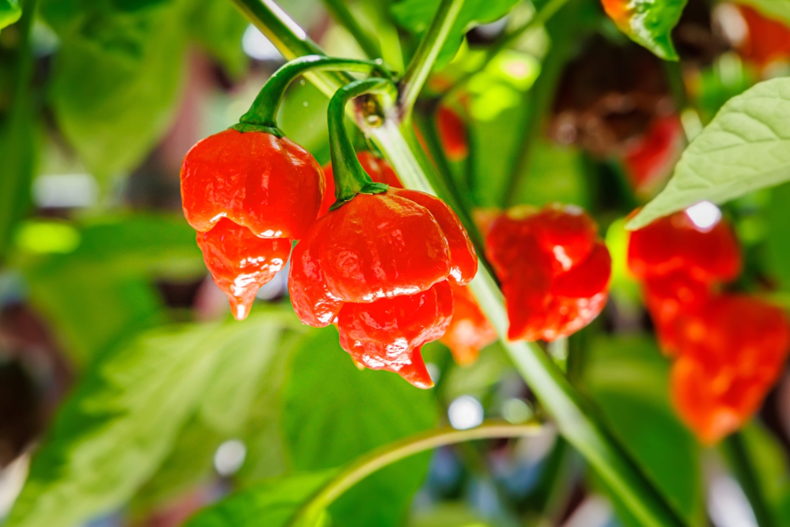 10 Red CAROLINA REAPER PEPPER World’s Hottest Capsicum Chinense Hot Chili Seeds