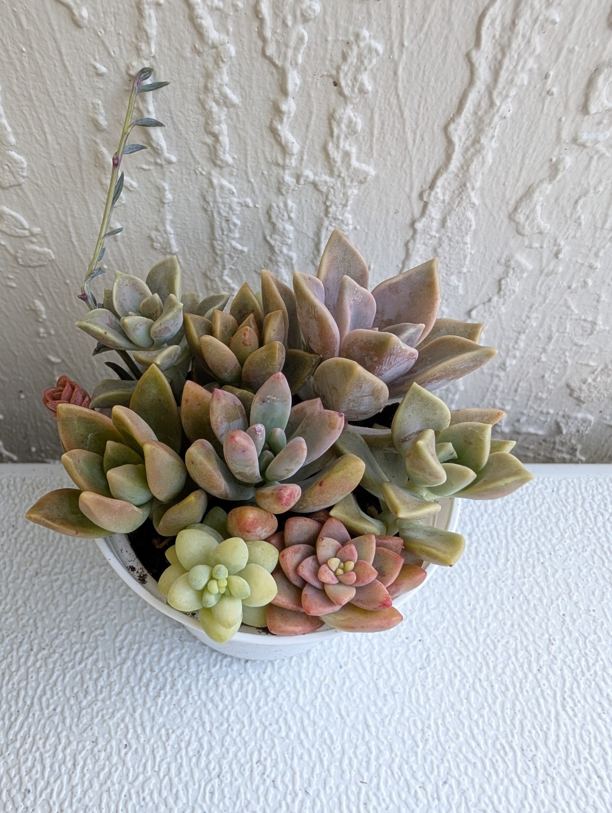 Echeveria Succulent Mix Arrangement Rooted 3″ Pot