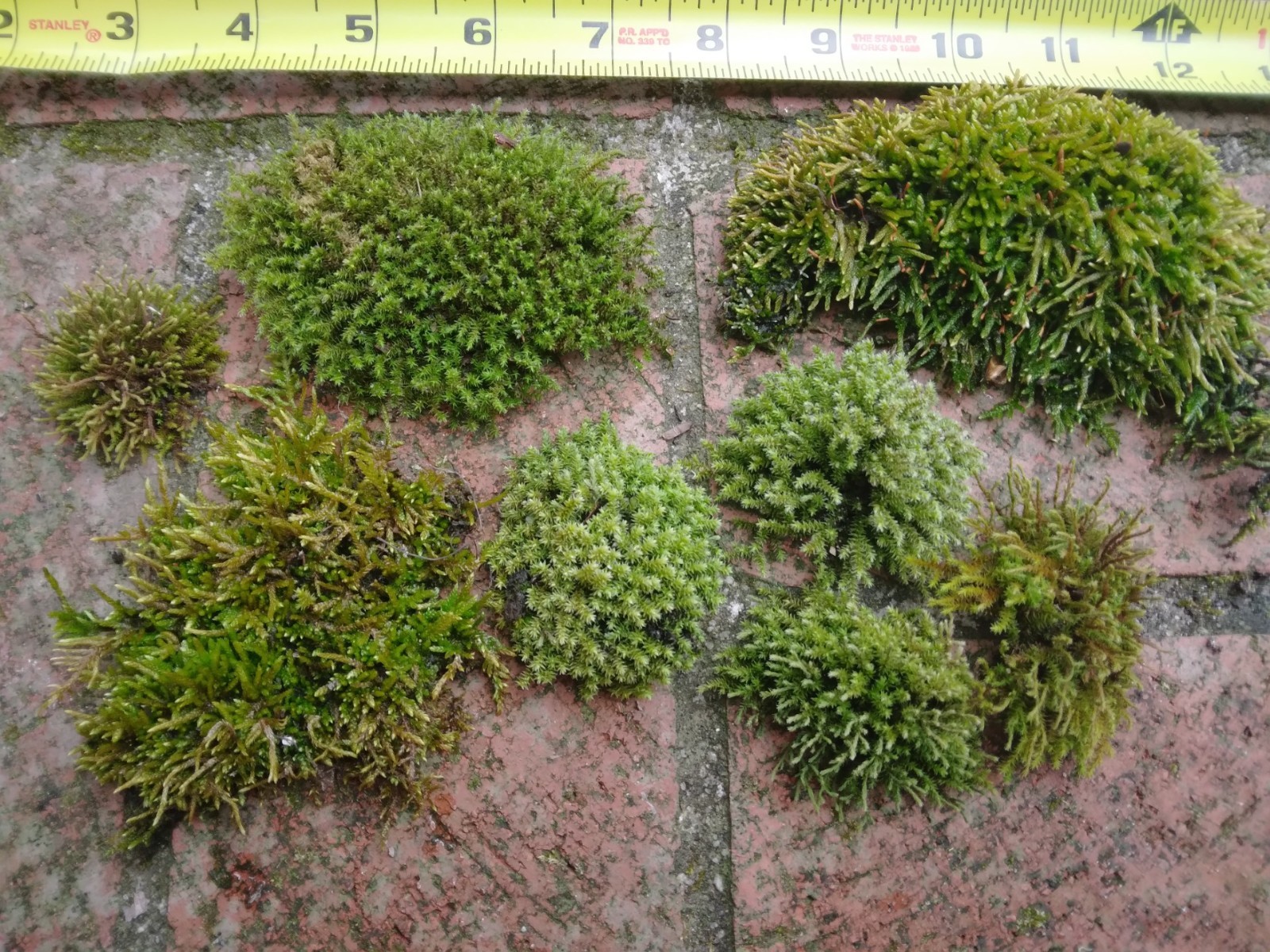 Live Green Moss Assortment for Terrarium Vivarium Fairy Garden 6×6 Ziplock