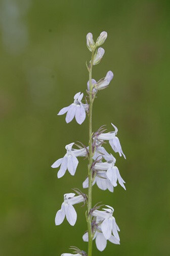 Lobelia spicata | Palespiked-Lobelia | 100_Seeds