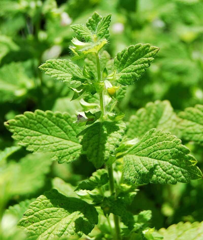 Organic Lemon Balm seeds (Melissa officinalis)