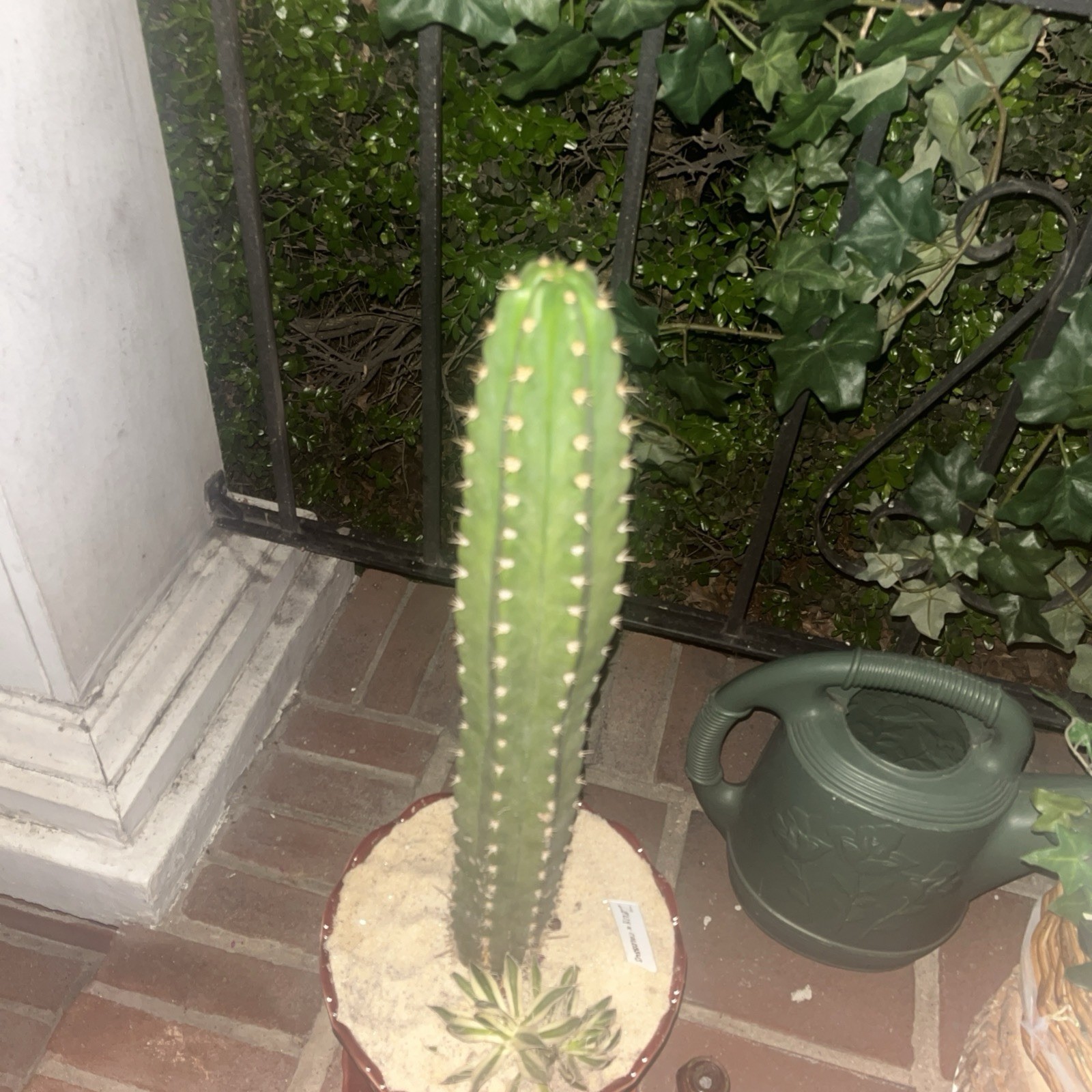 Euly x Colossus, Green Potted Draught Resistant, Arid Climate, Full Sun, Thorns