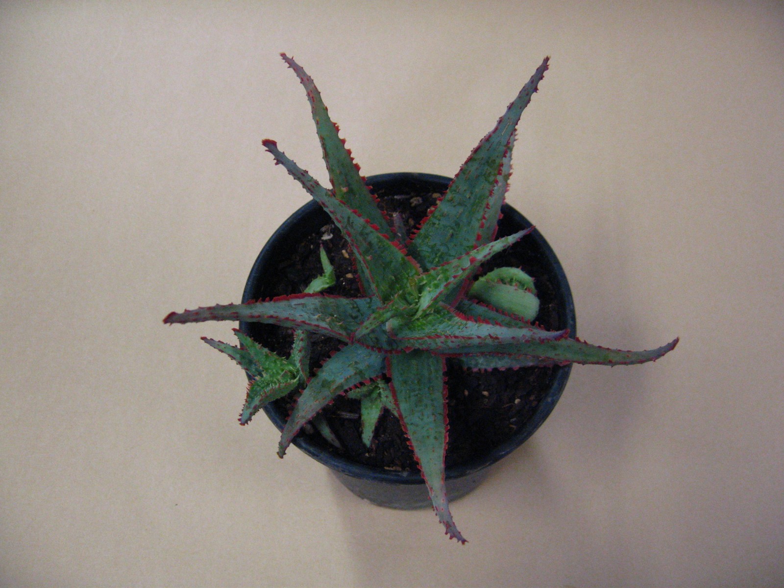 Aloe “Dracula’s Blood” Hybrid — Rare Succulent With 4 Offsets SUMMER SALE!!