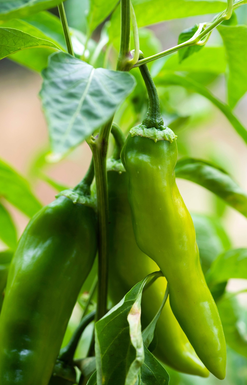 300 ANAHEIM CHILI PEPPER (New Mexico Chili Pepper) Capsicum Annuum Vegetable See