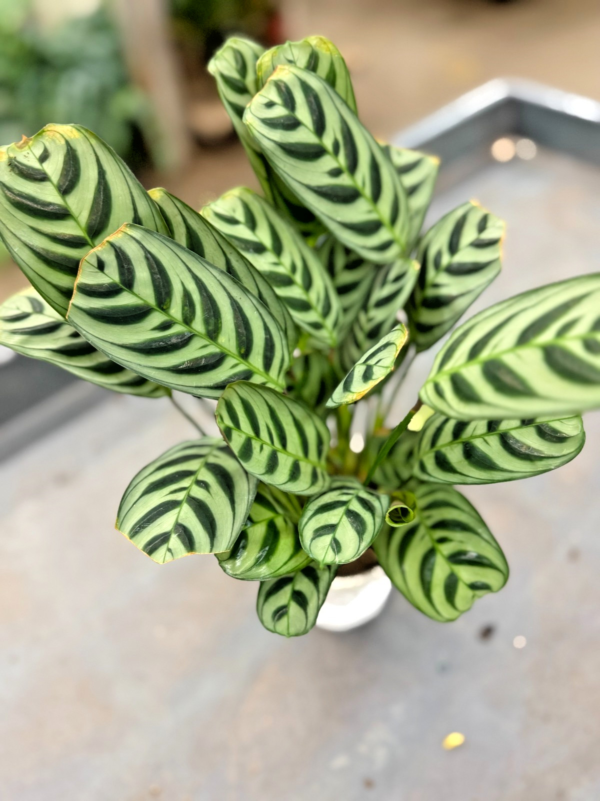 4″ Calathea Makoyana Plant Live – Easy Care Indoor Houseplant