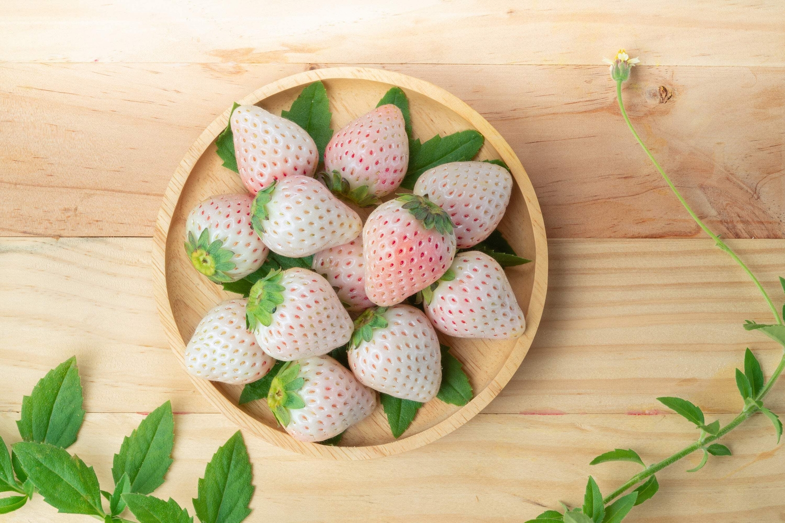 100 WHITE SOUL STRAWBERRY Fragaria Vesca Fruit Flower Berry Seeds *Comb S/H