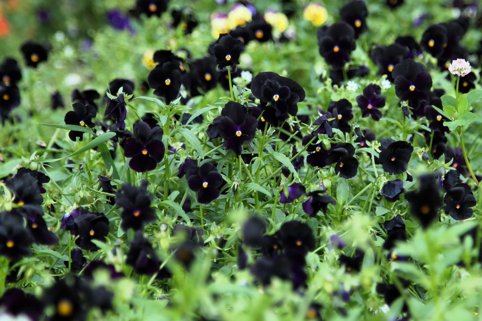 50 BLACK PANSY Clear Crystals Viola Wittrockiana Flower Seeds *Comb S/H