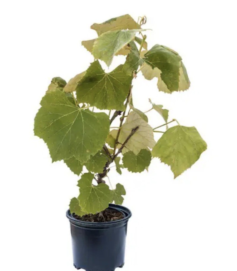 Tickled Pink Grape Vine Live Potted Plant.