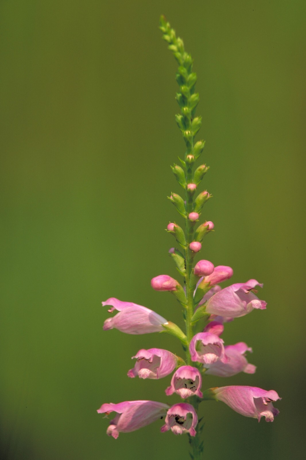 Physostegia virginiana 50 Seeds – Obedient Plant