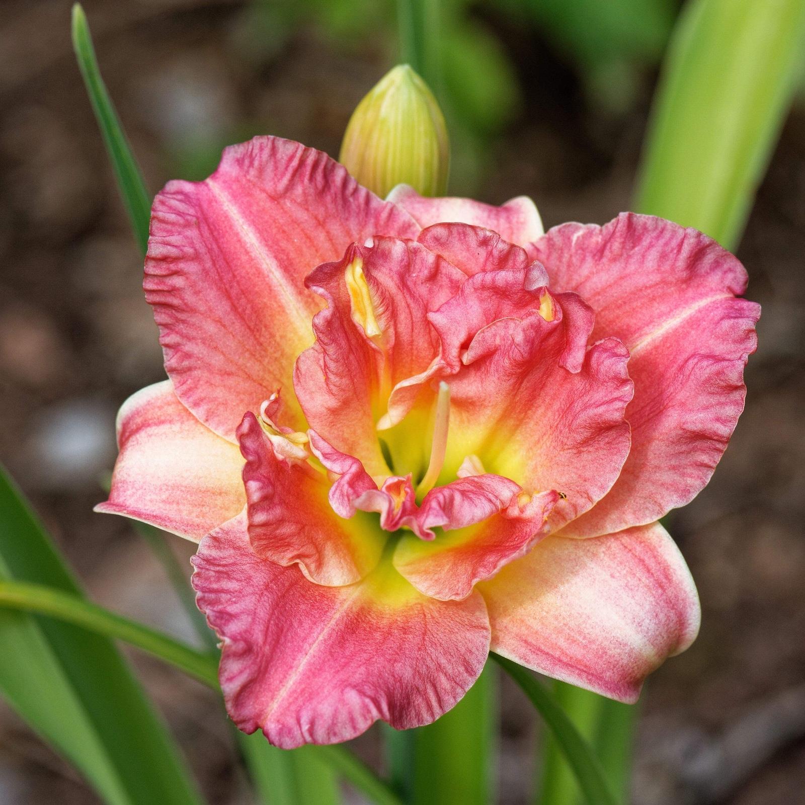 10 MIXED COLORS DAYLILY Hemerocallis Day Lily Fine Mix Red Purple Flower Seeds