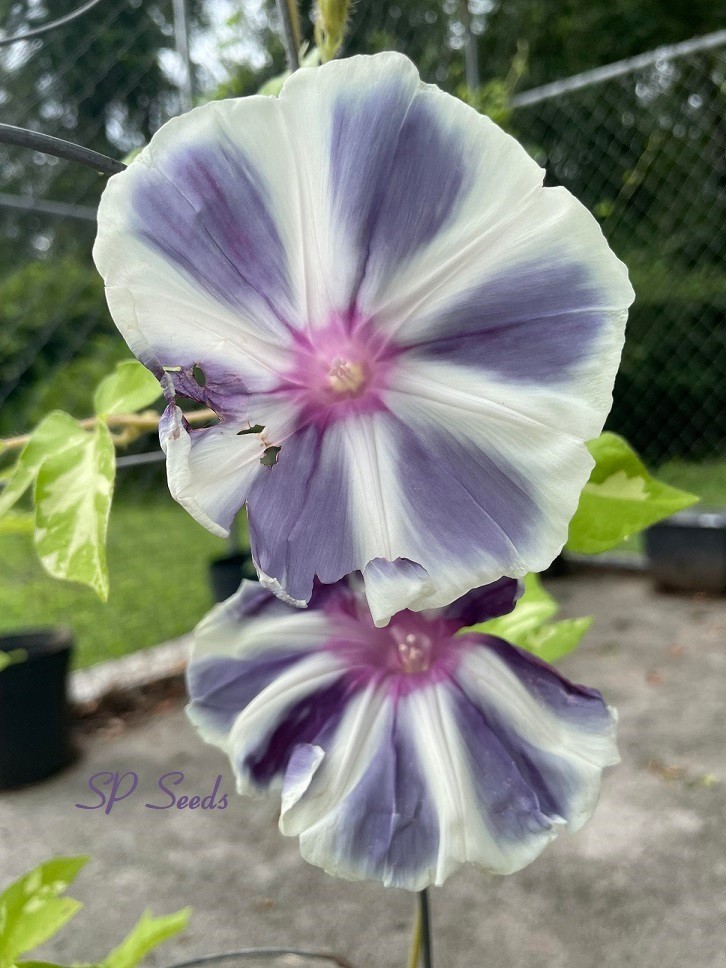 Haiiro no Umi – Japanese Morning Glory – ipomoea NIL – 5 seeds – Seas of Gray
