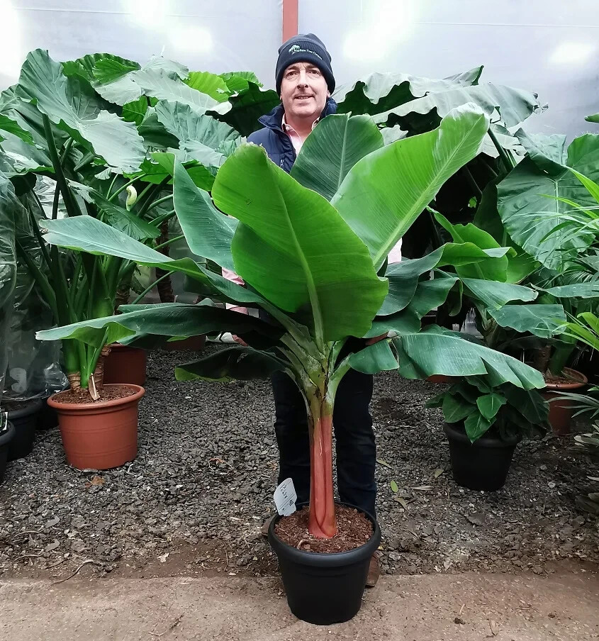 Musa ‘Dwarf Cavendish’ Banana | 8-12″ Dwarf Banana | Live Plant Seeds 10 pcs