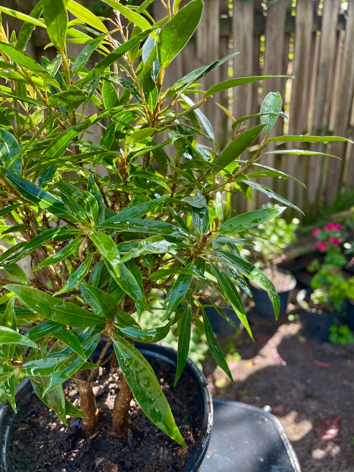 Willow Leaf Ficus Bonsai Tree 5 yo Indoor Ficus Nerifolia/Salisafolia