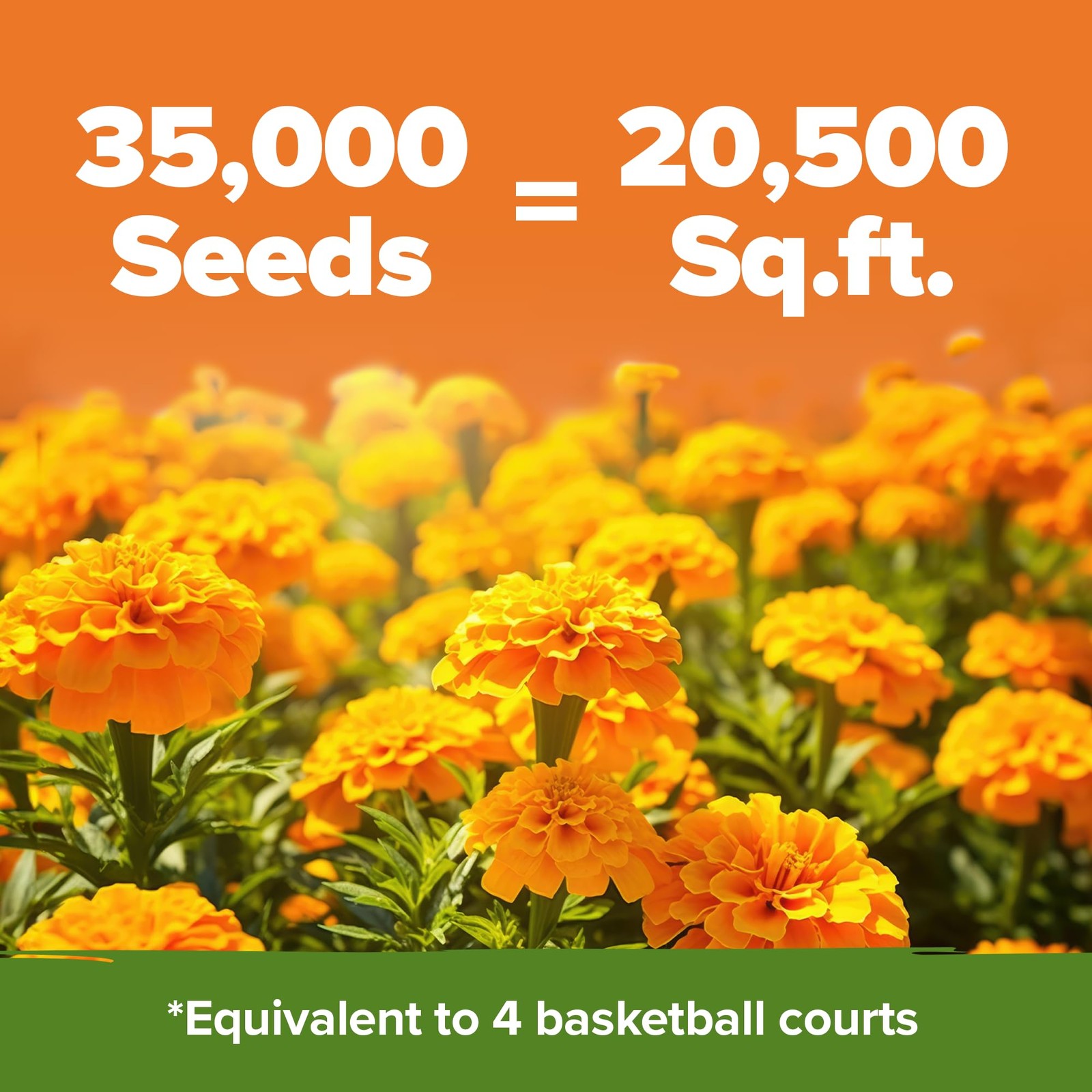 HOME GROWN Crackerjack Marigold Seeds | 4 oz / 35,000 Flower 1-Pack, Orange