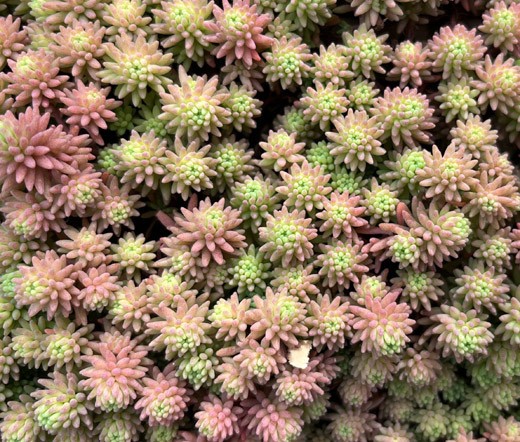 SEDUM LIZARD STONECROP Sedum Rubens – 100 Seeds