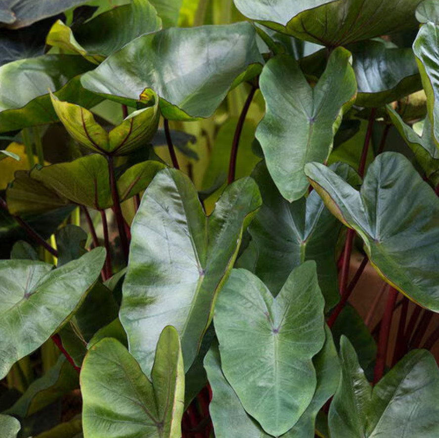 Hawaiian Punch Colocasia – 1 Live Plant – 3in Pot – Ships Without Pot