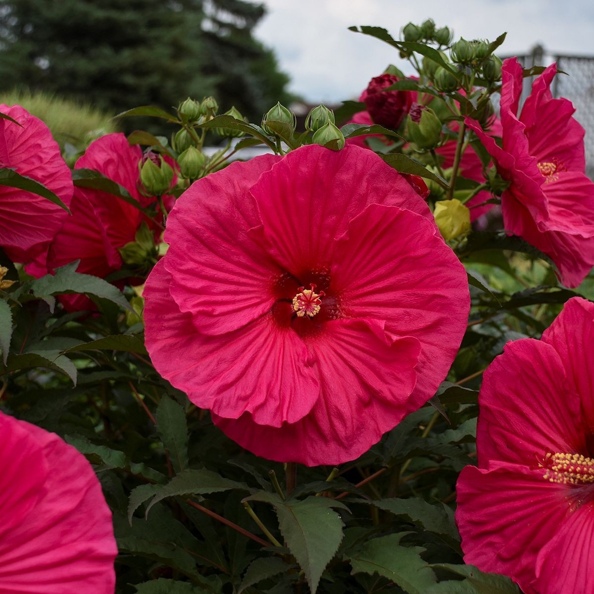 bush hibiscus SUMMER IN PARADISE flower hardy 2.5″ pot = 1 Live Potted Plant