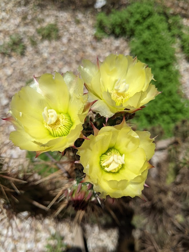 Grusonia emoryi New Mexico Form RARELY OFFERED! 6″ Tall Cold Hardy to 0F!!! C4