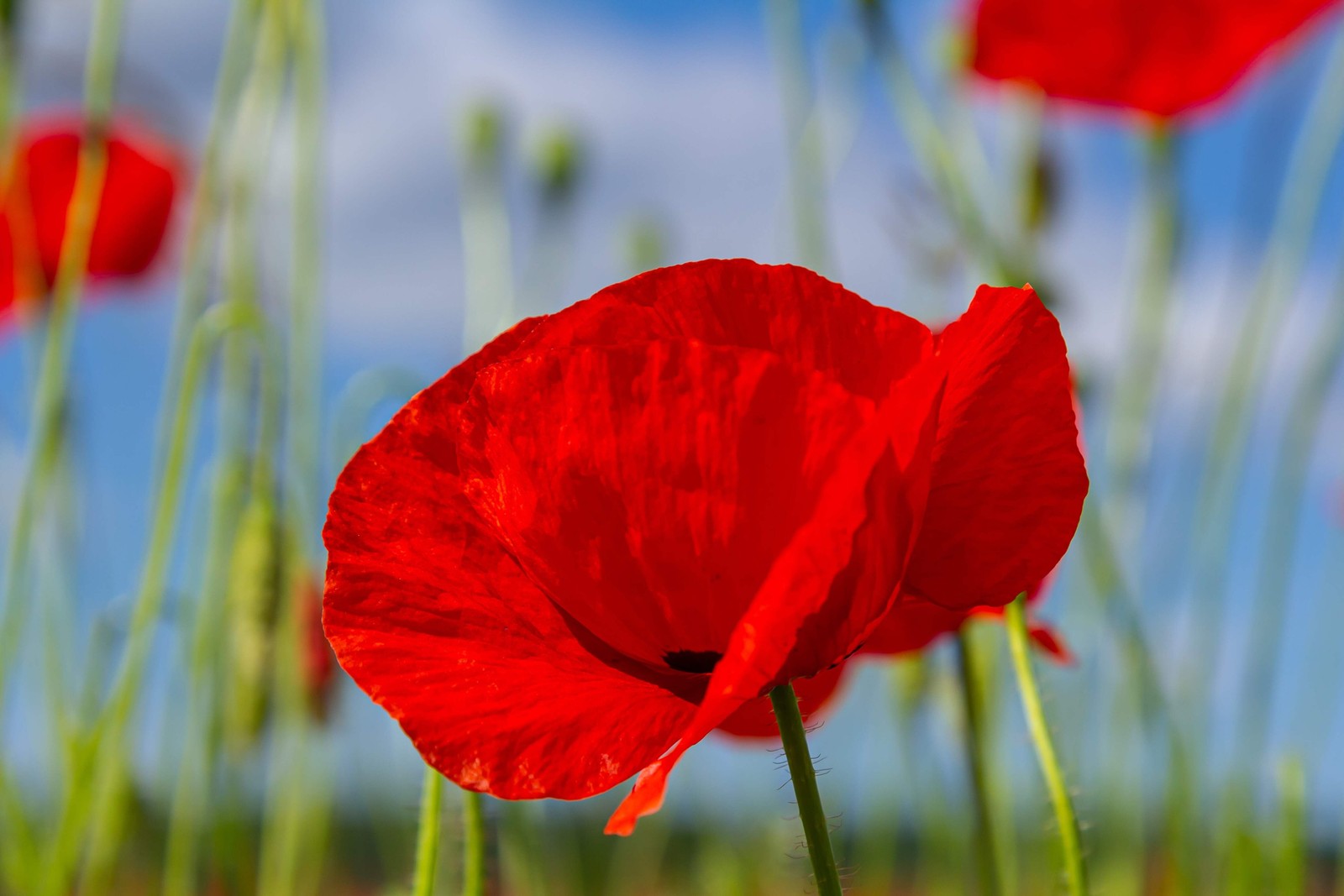 2000 MIXED Color SHIRLEY POPPY Corn Field Flanders ) Papaver Rhoeas Flower Seeds