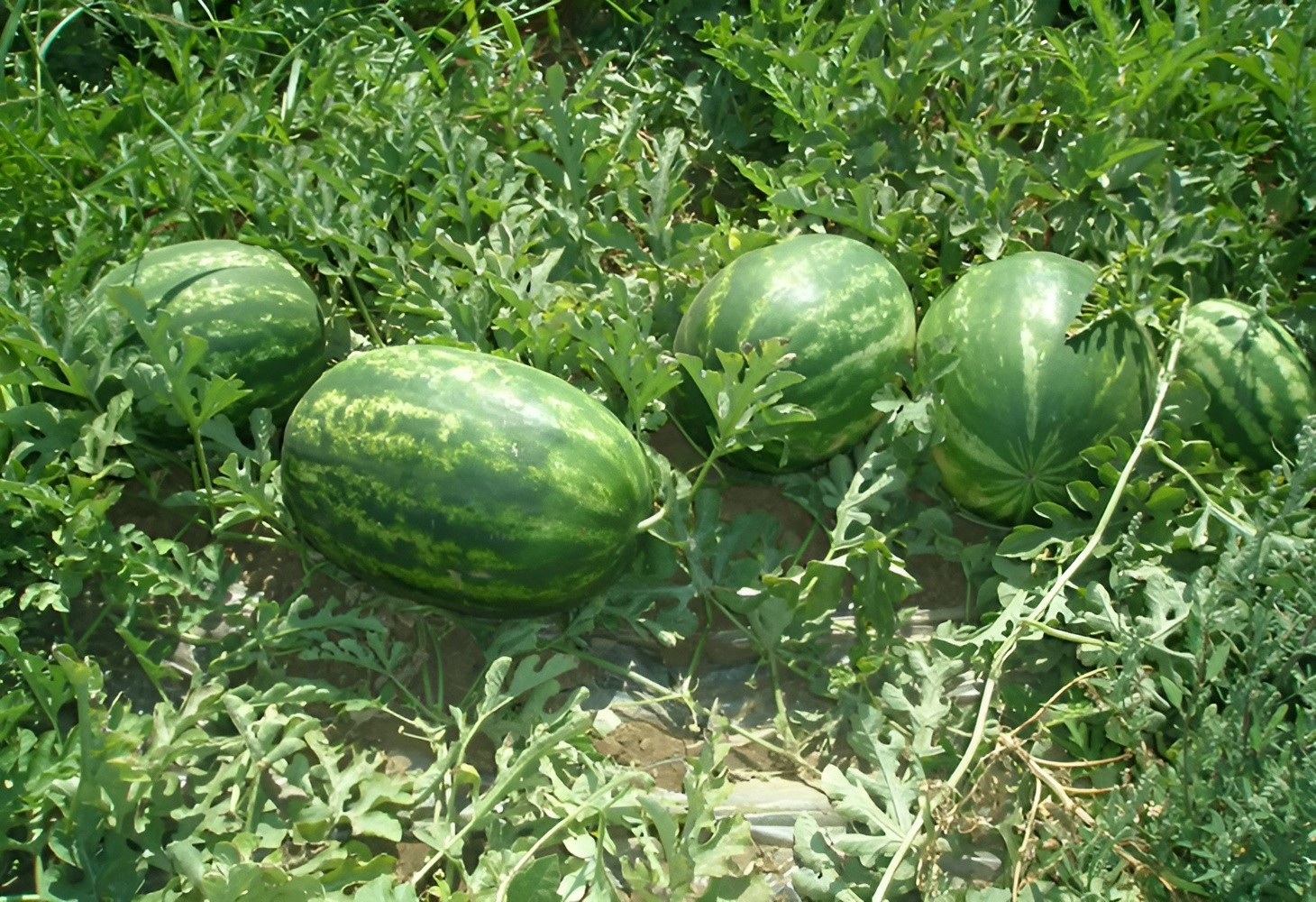 25 Mountain Sweet Yellow Watermelon Seeds – High Sugar Content Heirloom 15-25LBs