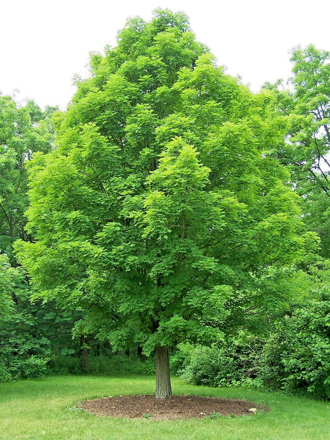 Northern Sugar Maple Tree | Premium Seeds | Acer saccharum ‘Fall’ | Plants’®