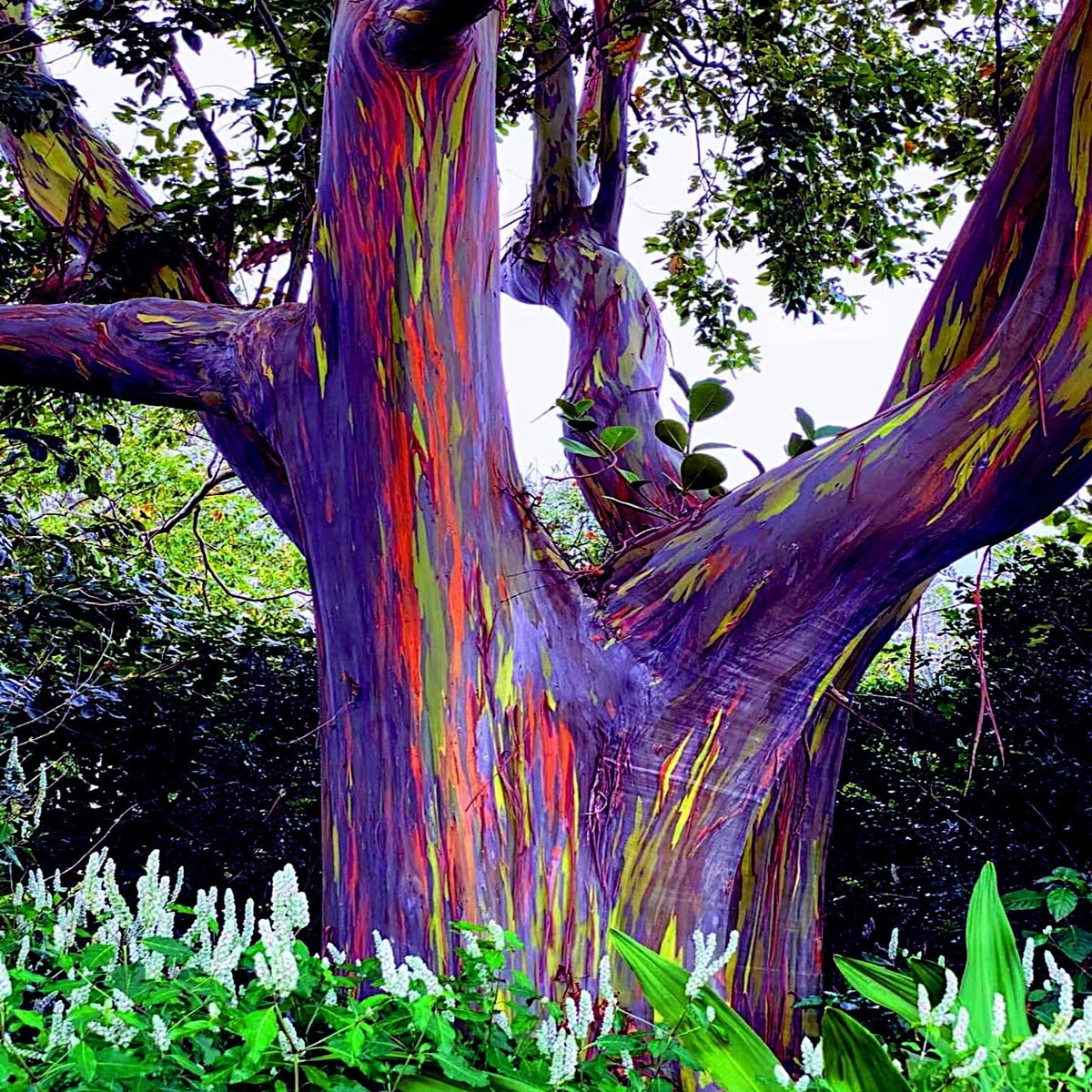 Eucalyptus Deglupta Rainbow Tree 25 Seeds Free Shipping!