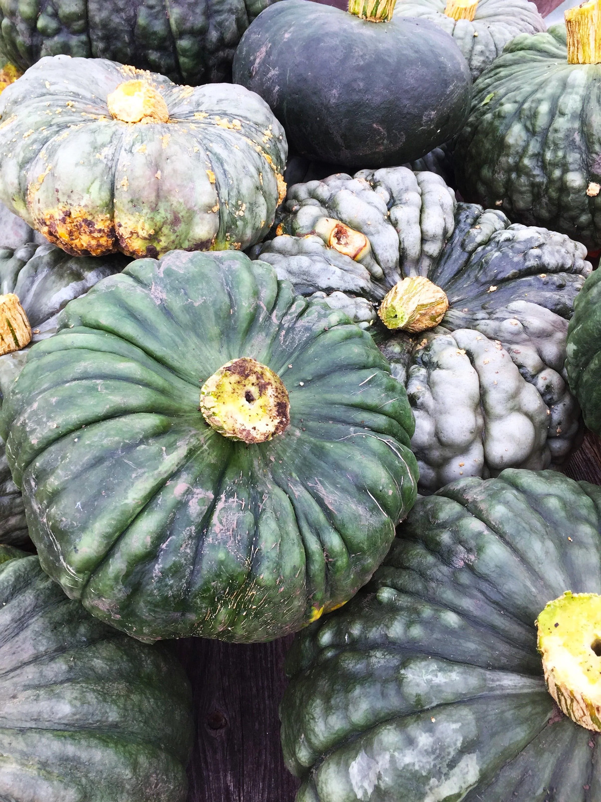 Marina Di Chioggia Squash Seeds – For 2025 Planting Italian Green Zucca Barucca