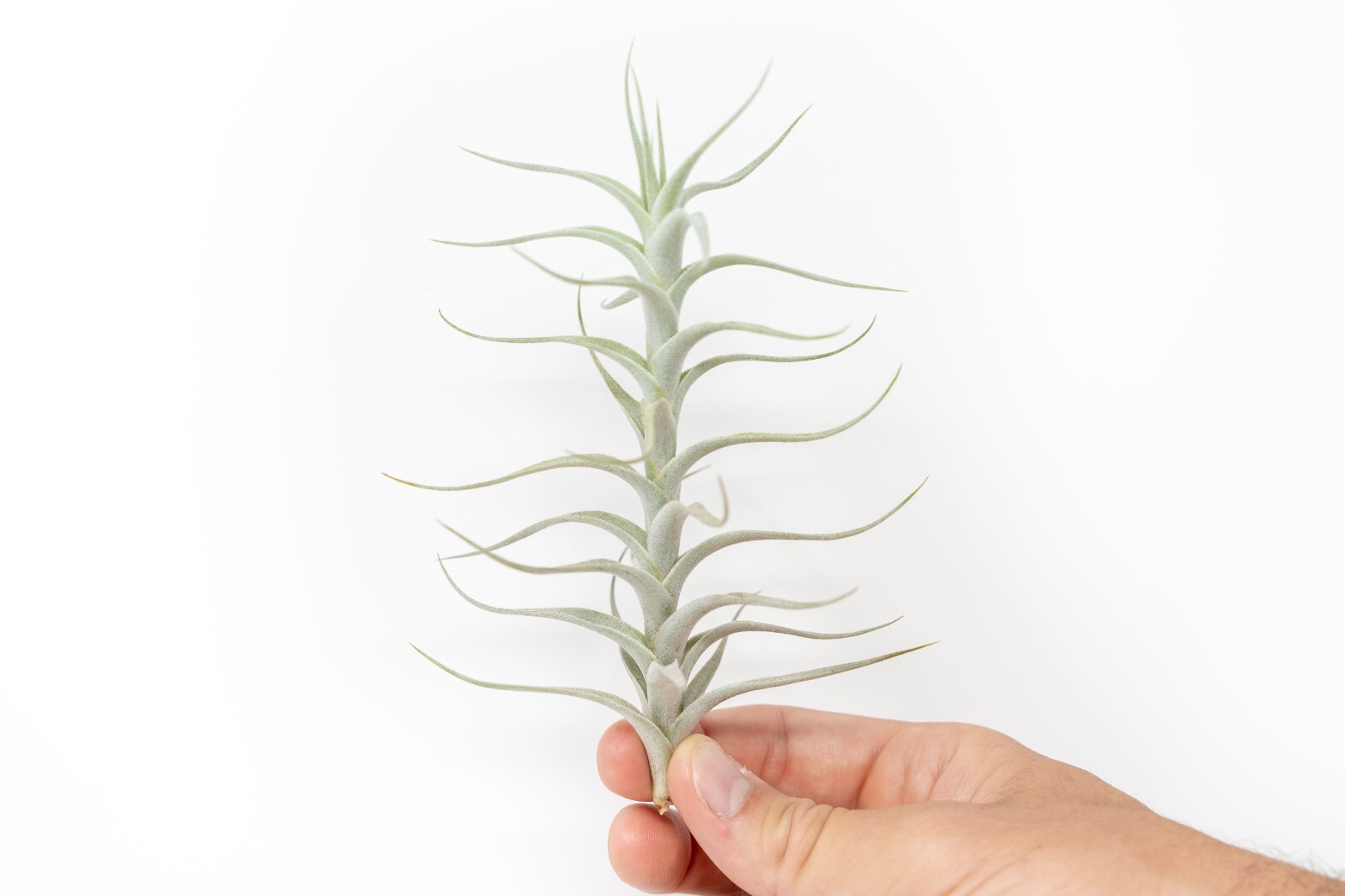 Tillandsia Albida ‘Minor’ Air Plant – Easy Care Indoor Outdoor Home Decor