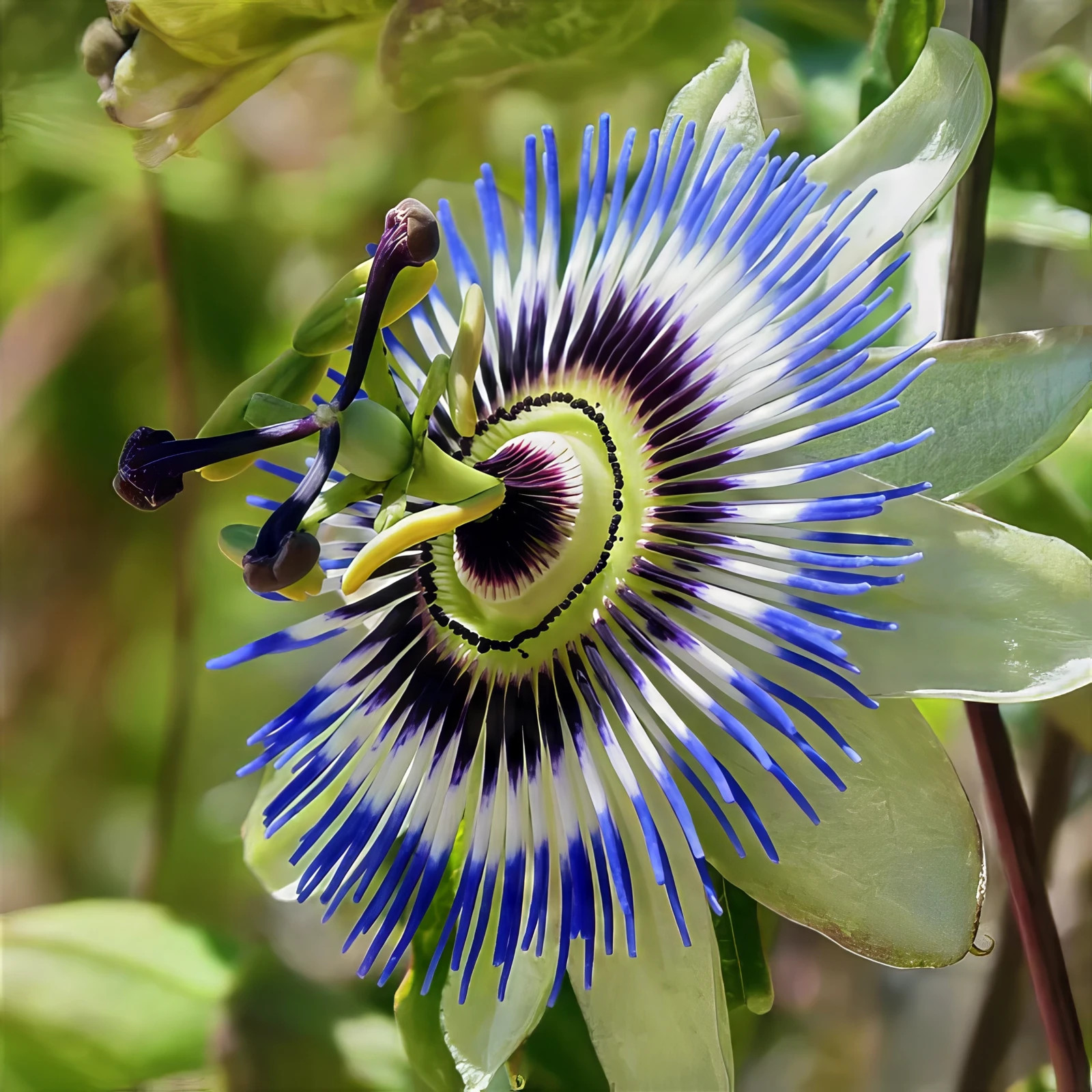 BLUE PASSION FLOWER SEEDS Climber Vine Fruit Plant Hummingbirds & Butterflies!