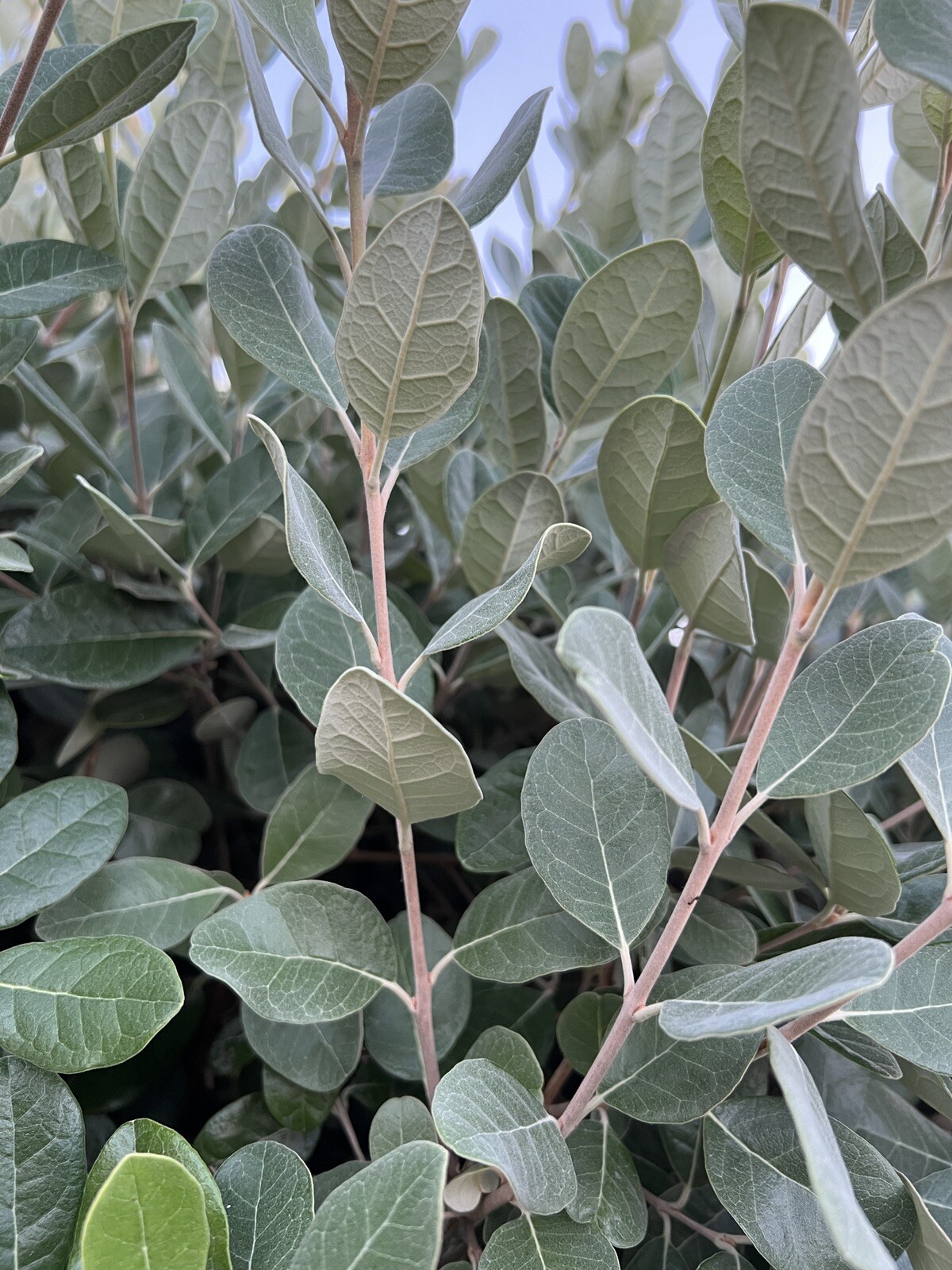 10 Pineapple Guava- Feijoa Tree Fresh Unrooted Cuttings 4″-6″ Hardy Zones 7b-11