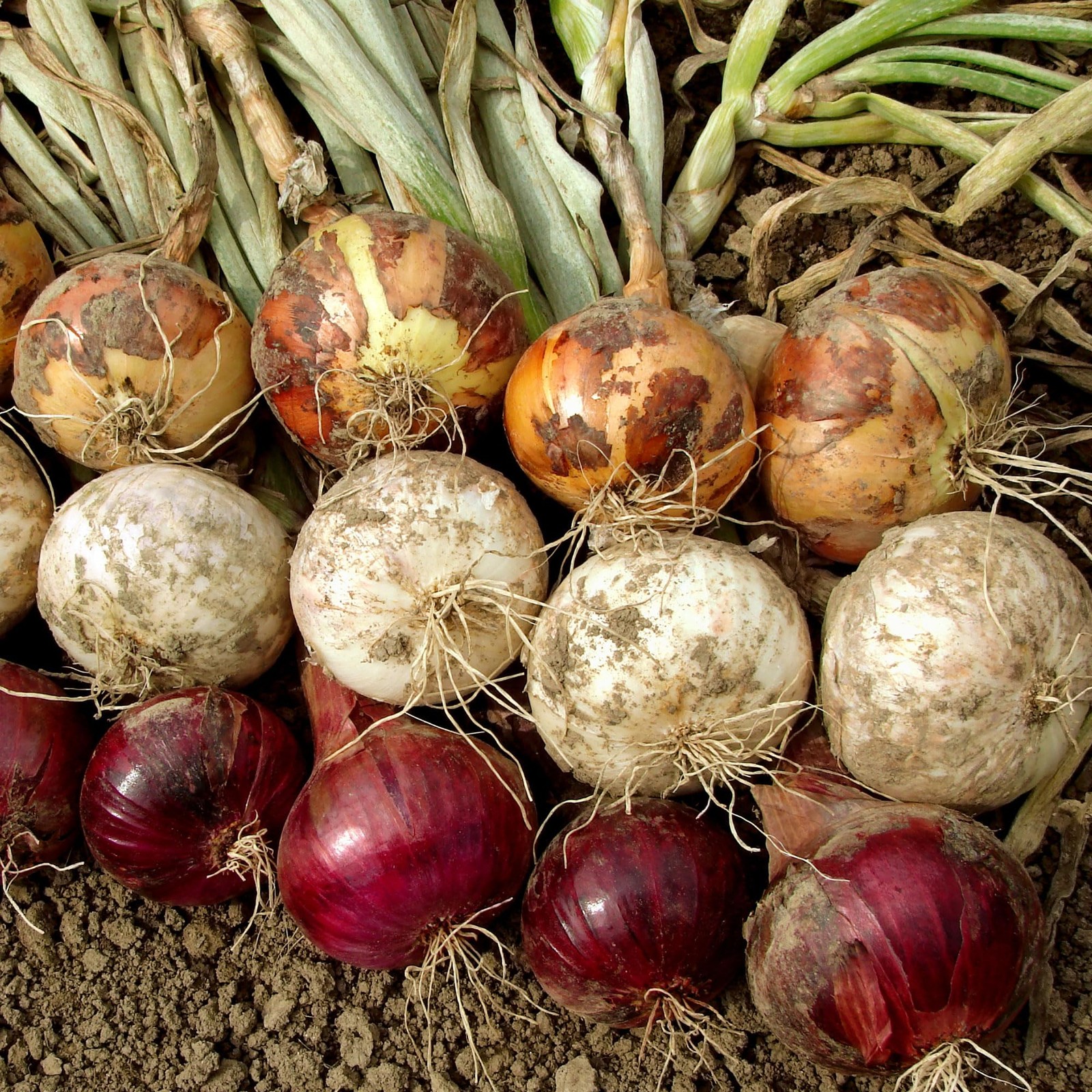 Mixed Onion Assortment 50 Plus Count Sets – Red, white, yellow, red