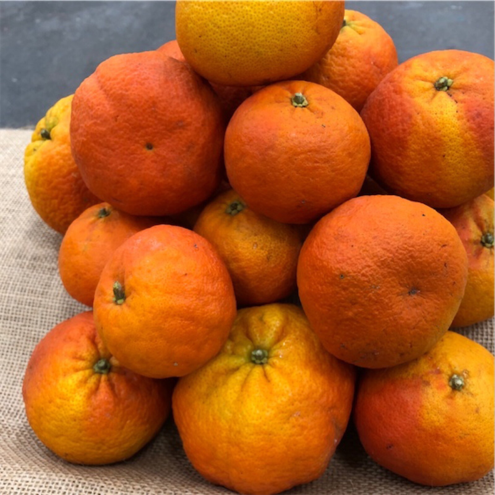 California only!! Yosemite Gold Semi-Dwarf Mandarin Tree, 18-36 inches tall