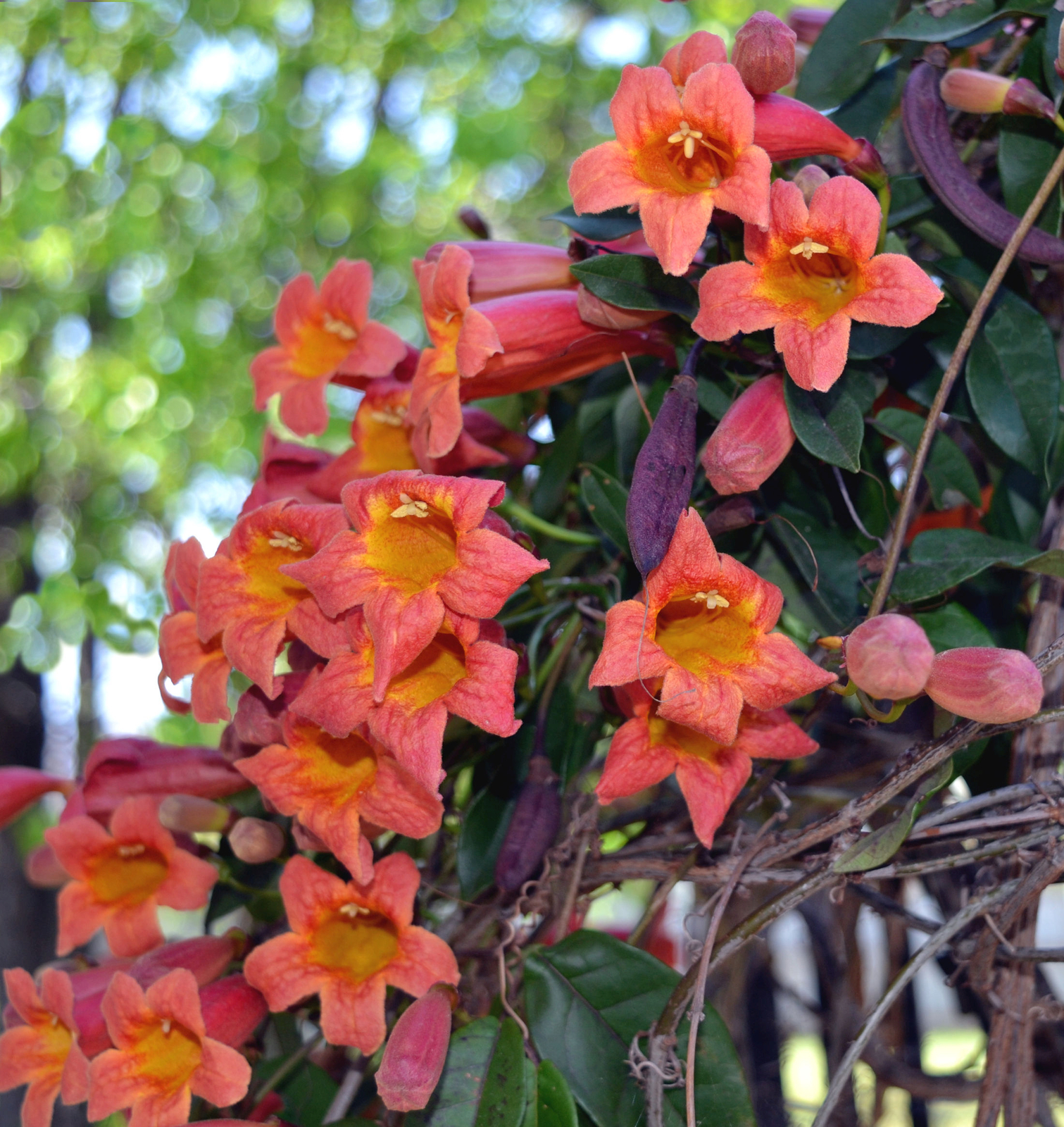 Tangerine Beauty Crossvine Bignonia Live Plant Easy to Grow Red Orange Flower