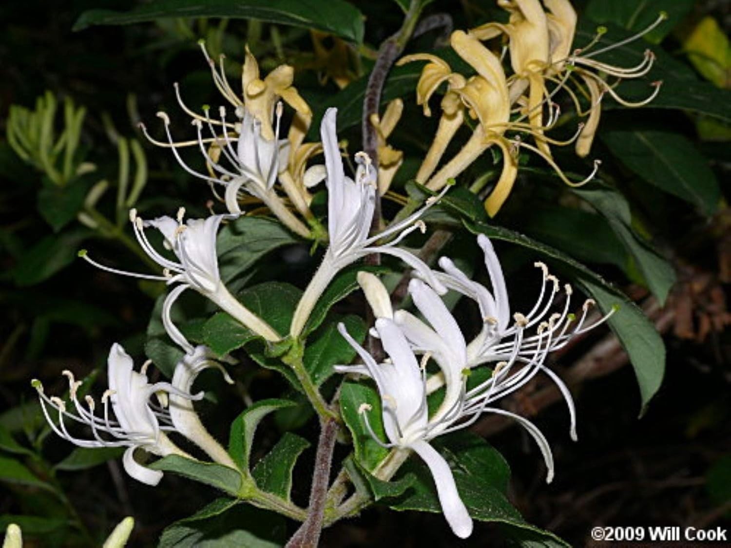 Exact plant Lonicera japonica bonsai (Japanese honeysuckle), 4-5 year old