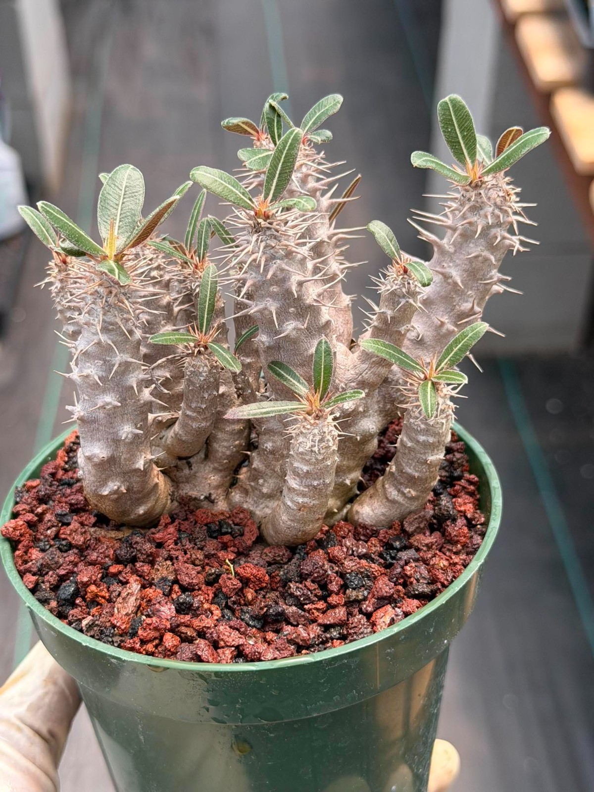 Pachypodium Rosulatum – Rare Succulent Caudex Plant – Live Collectors Specimen