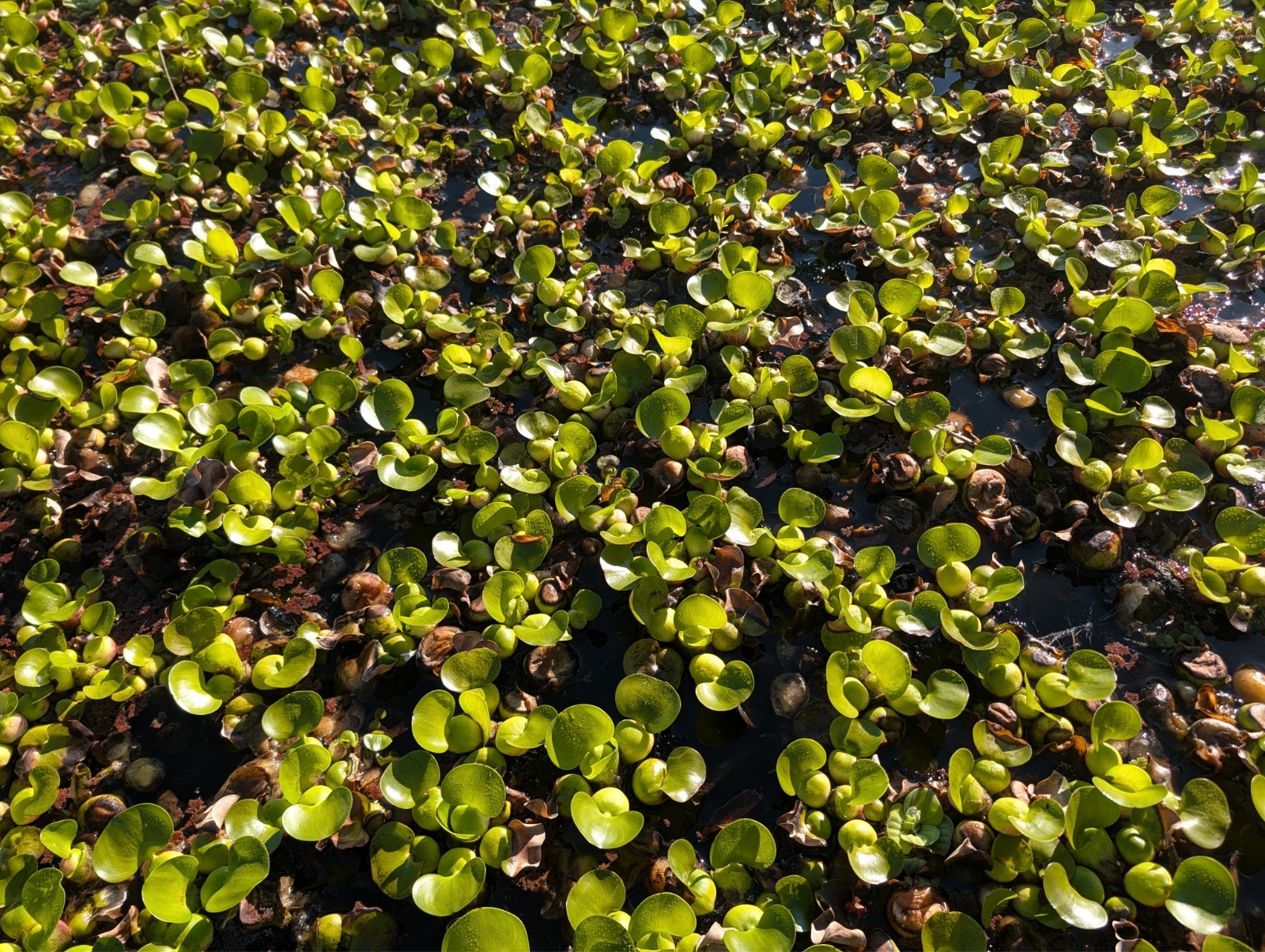 10x Live Water Hyacinth Pond Plants PALM SIZE