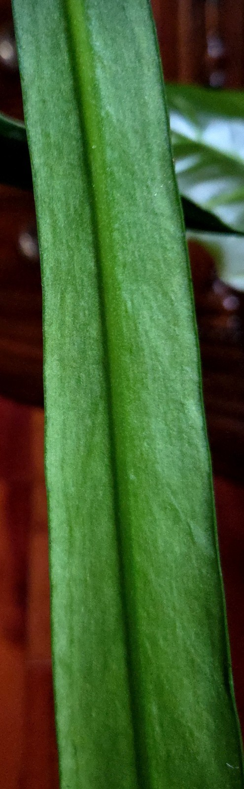 Rare XL Anthurium Vittarifolium 33″ Tall 28″ Leaves Not Philodendron Monstera