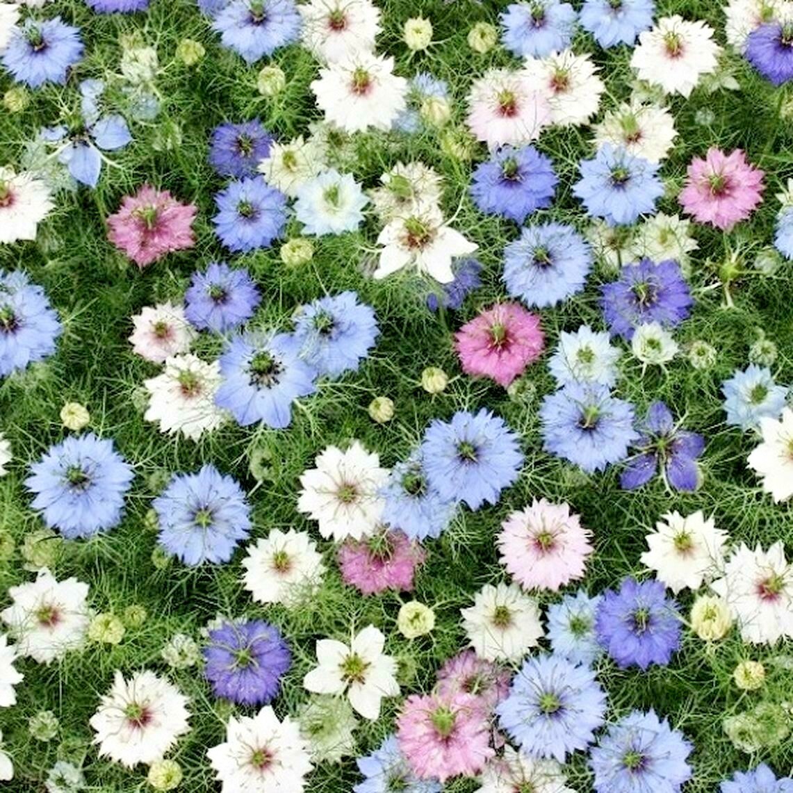 500+LOVE IN A MIST Flower Seeds Flowering Annual Cut Dried Flowers Container