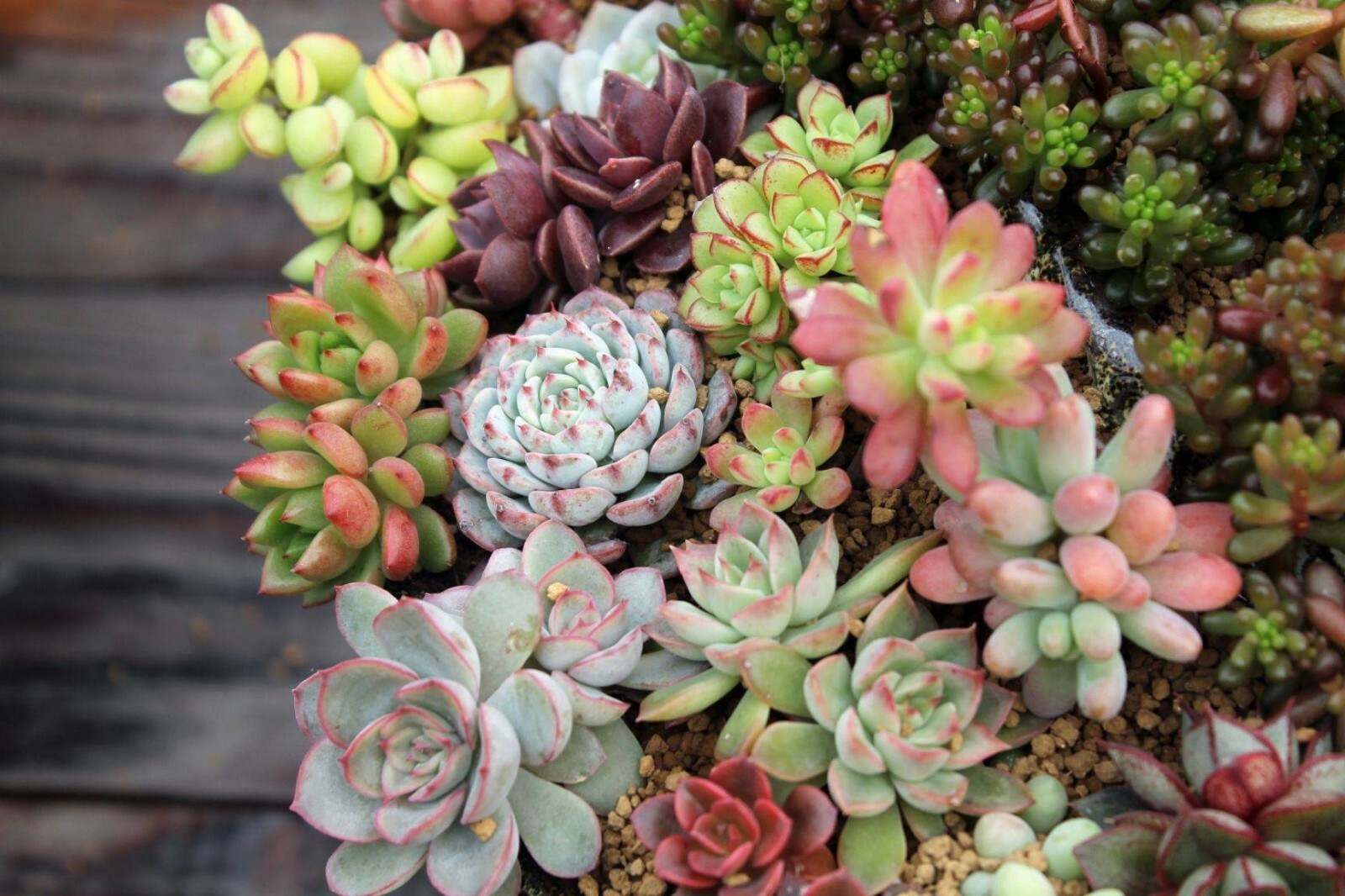 Assorted Succulent Cuttings, Clippings With 10 varieties plants for Garden Decor