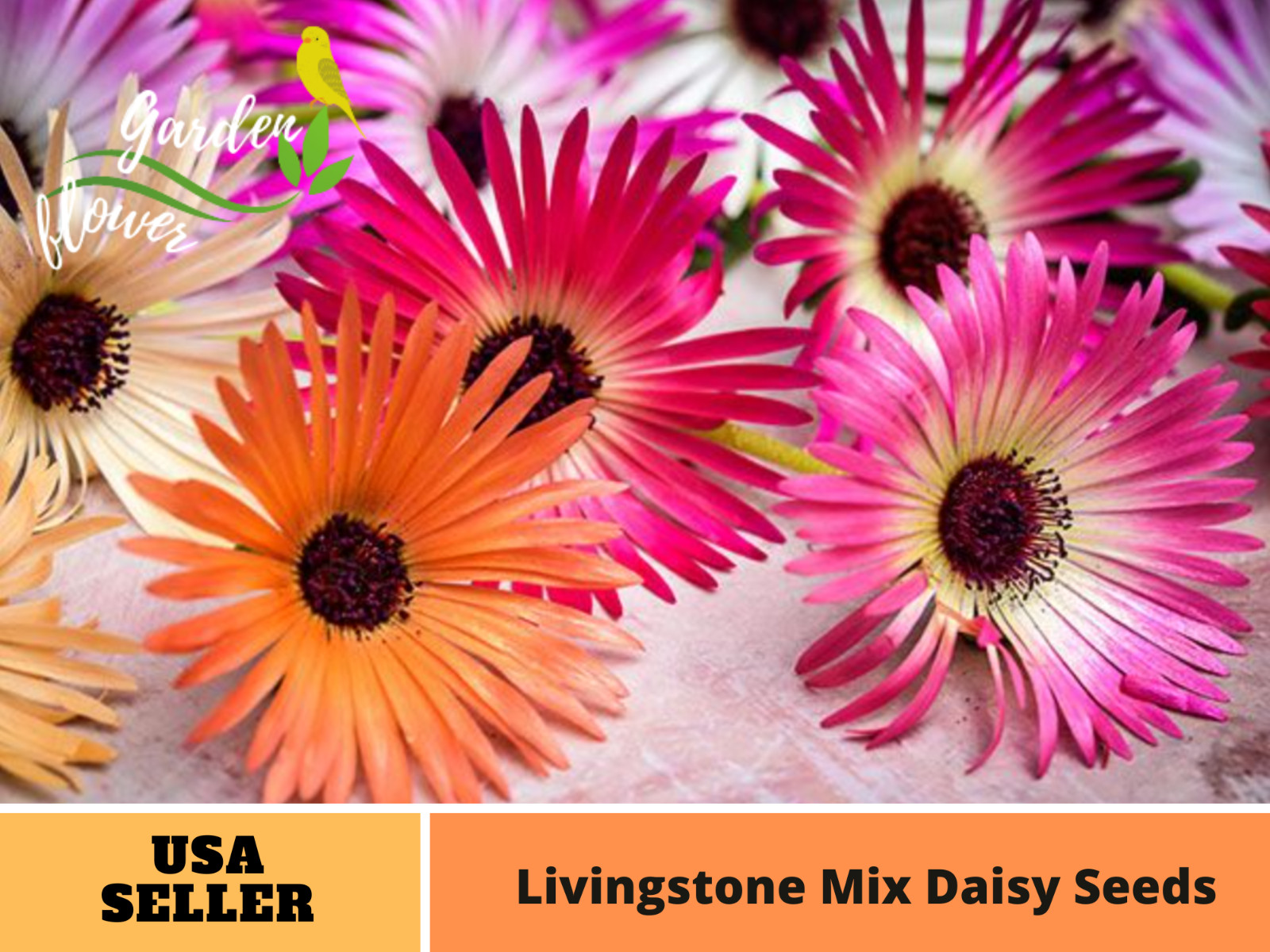100 Seeds| Livingstone Mix Daisy Seeds (Ice Plant) #N012