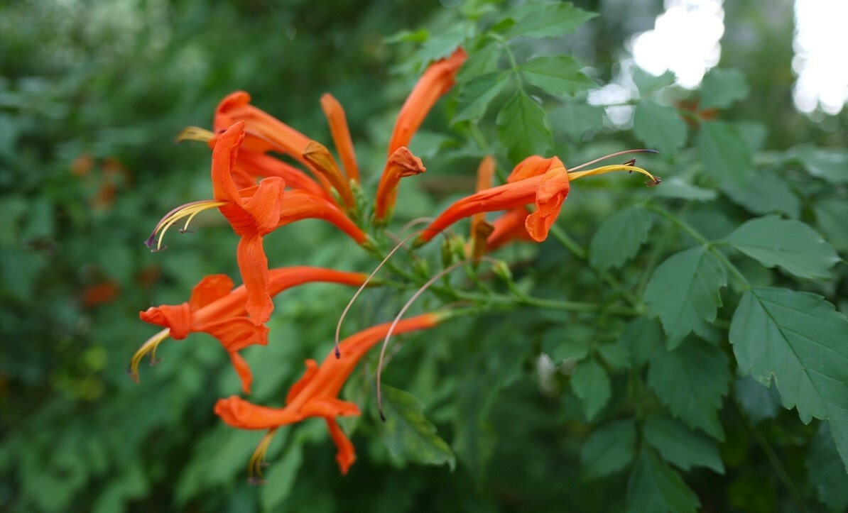CAPE ORANGE Honeysuckle*Tecomaria Capensis*STARTER PLANT*Birds/Butterfly Love It