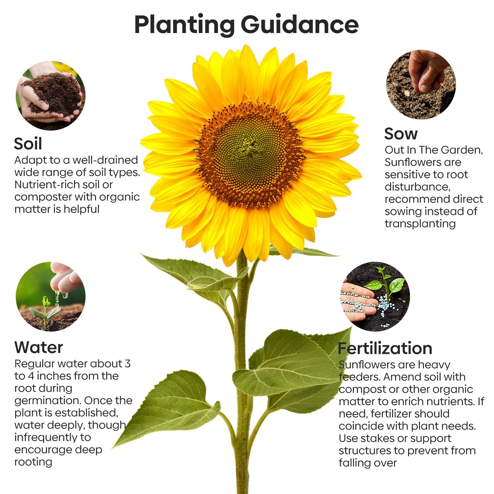 Groundio Mammoth Sunflower Seeds to Plant, 1 300+ Seeds, Orange