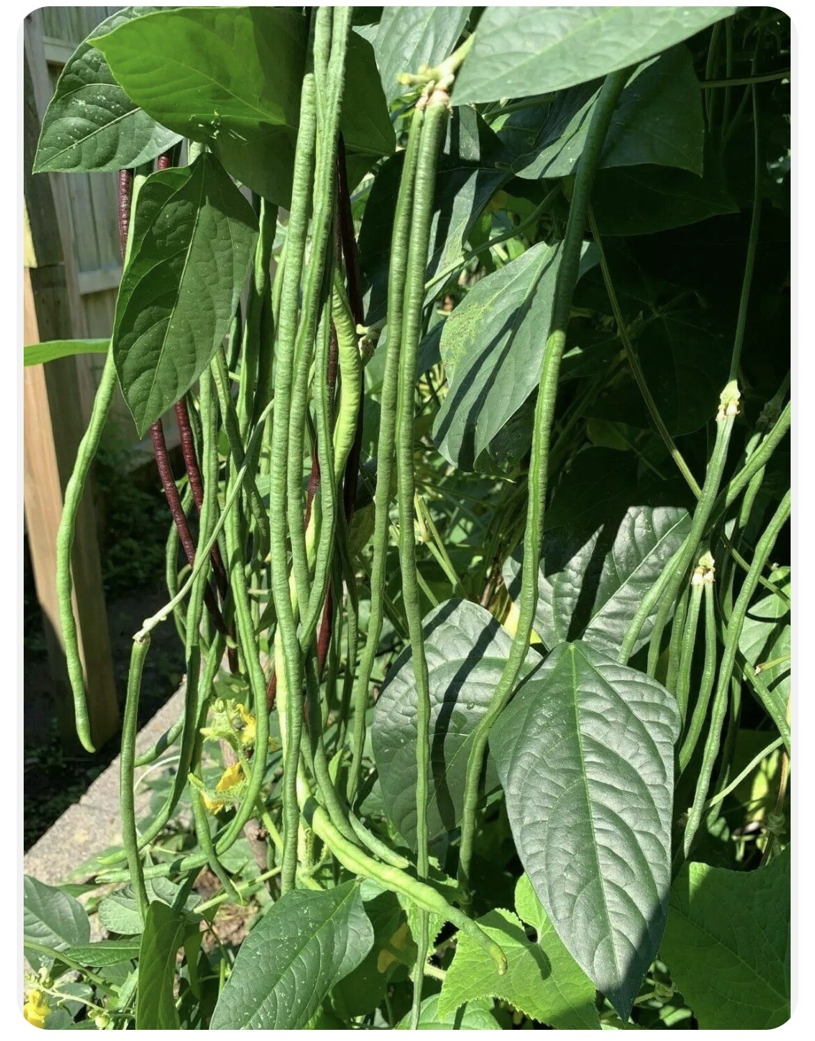 3 Colors Mix Yard Long Bean | MultiVariety Blend Pole Asian Đậu Đũa 60 Seeds