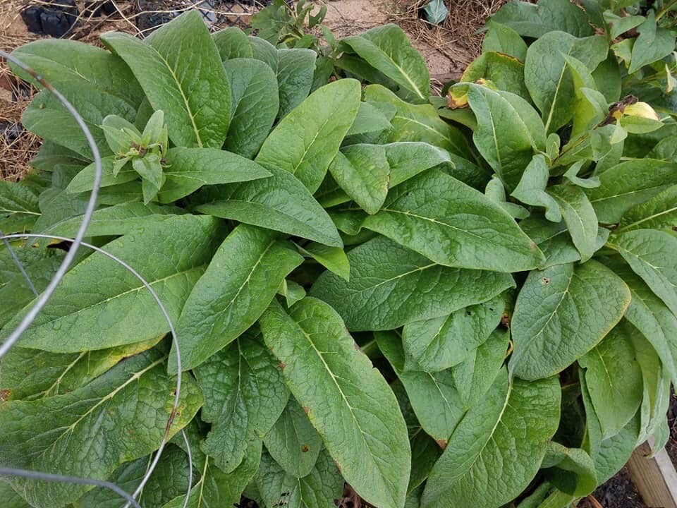 Russian Comfrey Bocking #14, (5) matured Root Cuttings or 1 Established plant