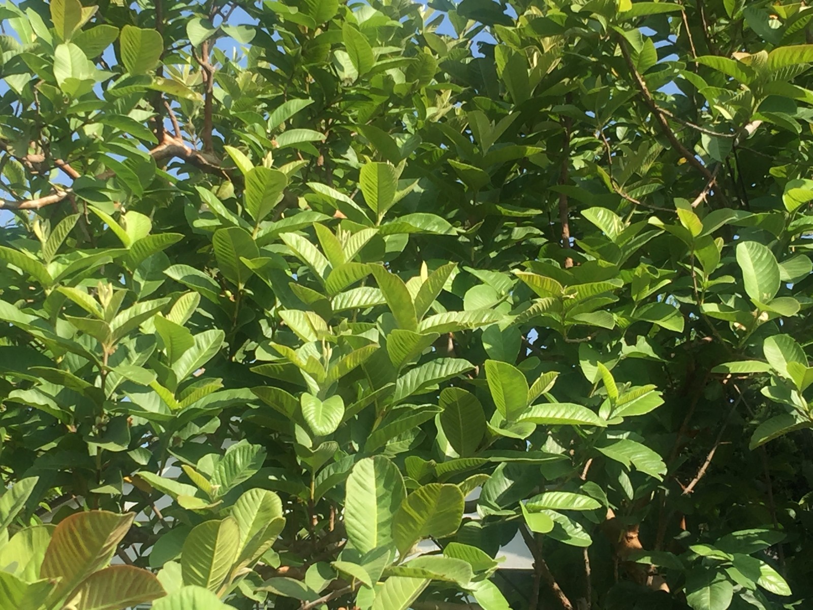 1 Sweet Ruby Supreme Big Fruit Guava Starter Tree, Psidium guajava Tree App 50″