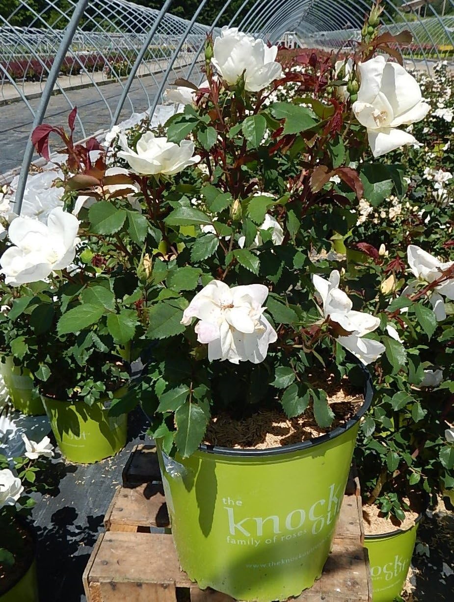Green Promise Farms Rosa Knock Out` (Reblooming) Rose, 2 Size Container, white f