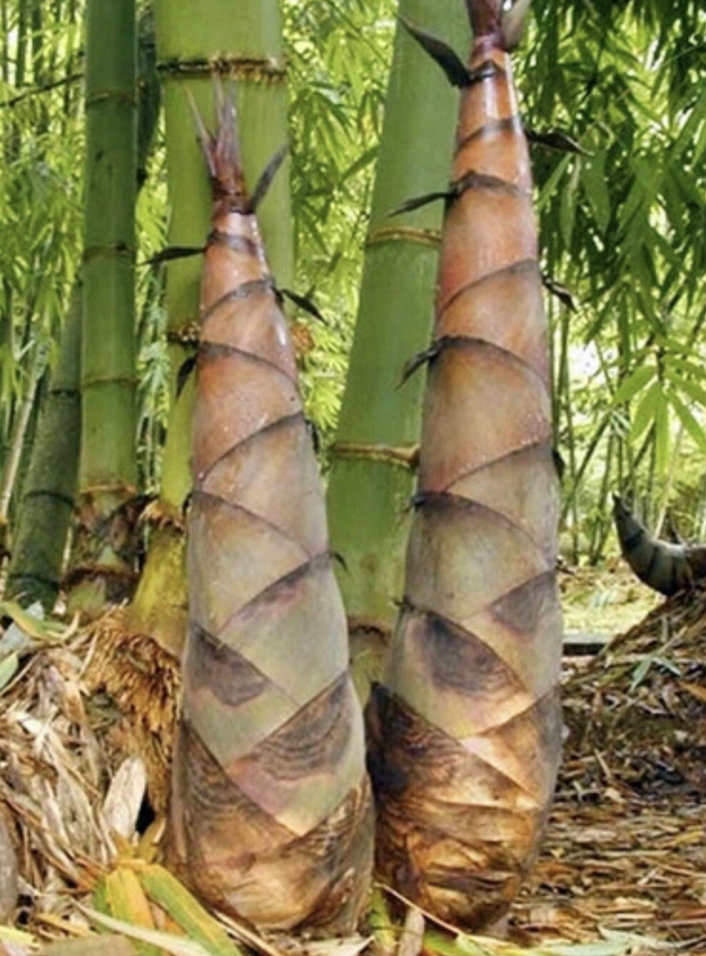 10 SEEDS Giant Indian Thorny Bamboo | Perennial | Bambusa Bambos